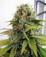 Blueberry - feminisierte Samen 5 Stück Seedsman