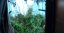 Blue Dream - feminizovaná semínka 3ks Humboldt