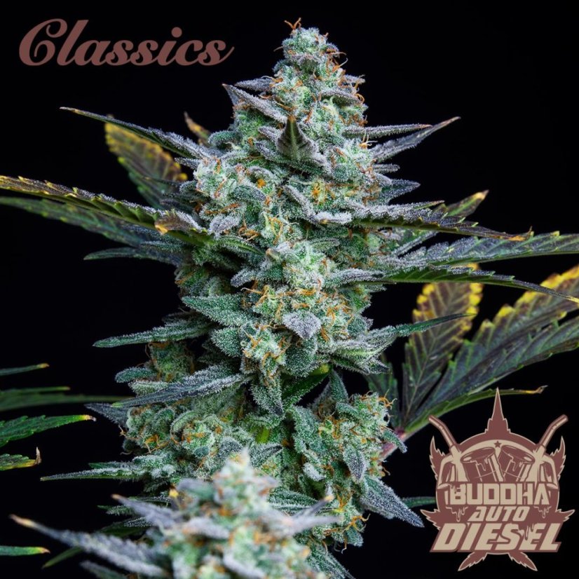 Buddha Auto Diesel, 10 ks, Buddha Seeds
