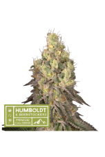 Seedstockers x Humboldt Mack and Crack regulérní semena, 10 ks
