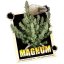 Magnum auto - feminizovaná semínka, 3 ks, Buddha Seeds