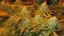Blue Cheese – feminizované semienka 10 ks Barney's Farm