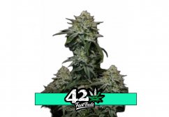 Gorilla Cookies FF - feminizowane nasiona marihuany 3 szt Fast Buds