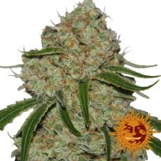 Phantom OG - Feminized 10 Barney's Farms