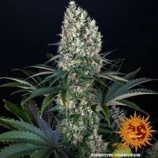 Blueberry OG - feminizované semená marihuany 3 ks Barney´s Farm