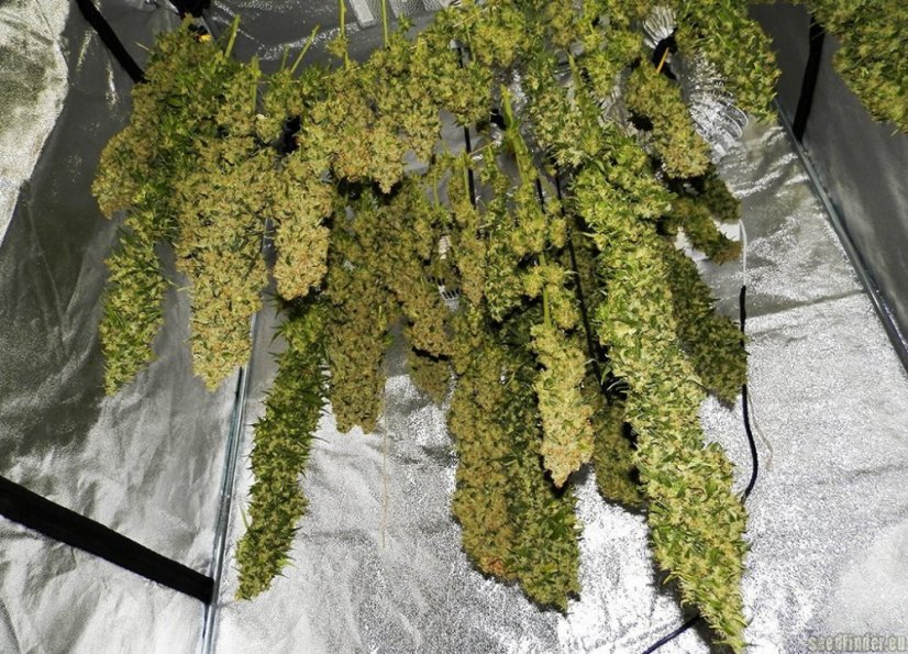 Shark Shock CBD - feminized seeds 3pcs Dinafem