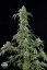 White Widow - 5 feminized Dinaf seeds