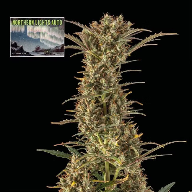 Northern Lights Auto - samonakvétací semena marihuany, 3ks Seedsman