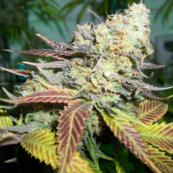 Lucid Bolt - 5 ks feminizovaná semínka Paradise Seeds