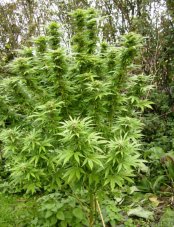 Sweet Cheese Fast Version - feminizované semienka 10 ks Sweet Seeds