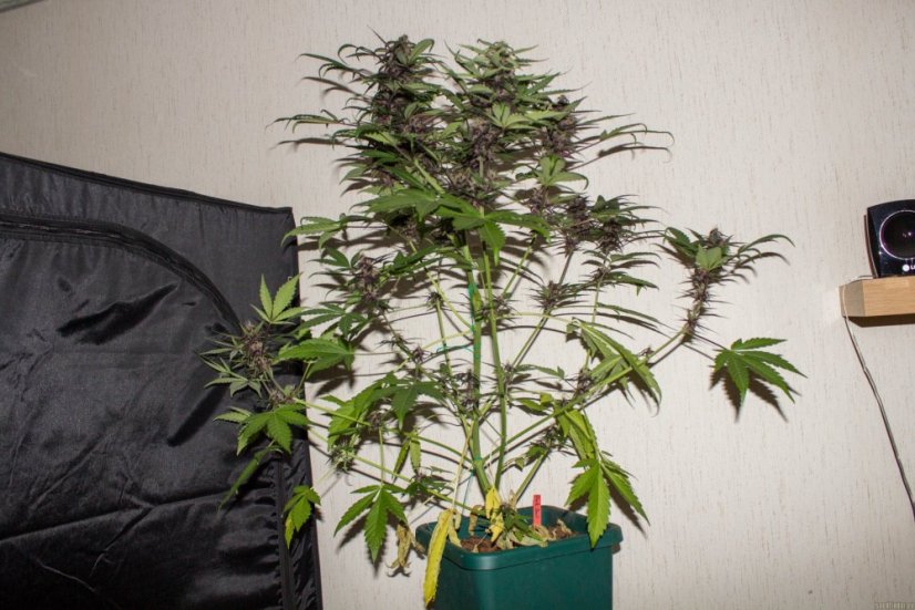 Dark Devil Auto - feminizovaná a samonakvétací semínka 3ks Sweet Seeds