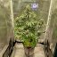 Medikit - Feminized Seeds, 10 pcs, Buddha Seeds