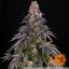 Girl Scout Cookies - feminizované semená, 10 ks, Barneys Farm