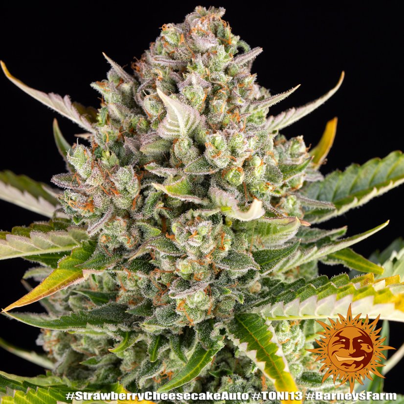 Strawberry Cheesecake Auto Feminisierte Samen - 3