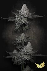 Paradise Seeds Chem Cake Limited Edition feminizované semená