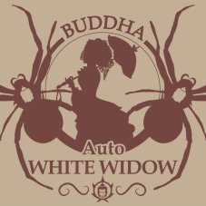 Buddha Auto White Widow, 3er Pack - Buddha Seeds Premium Genetik