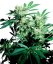 Skunk Kush - семена 10 бр. стандартизирани Sensi Seeds
