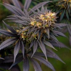 Black Lebanon - feminizirano sjeme 8 kom Super Sativa Seed Club
