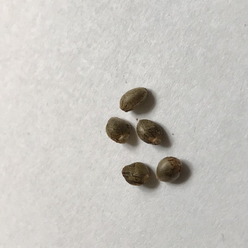 Green Poison Fast Version - feminizovaná semena 5 ks Sweet Seeds