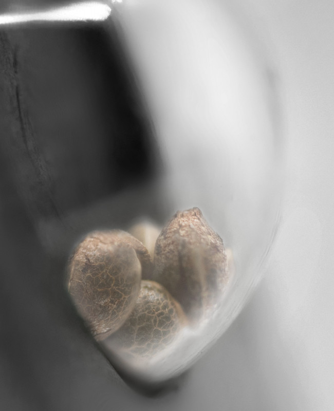 Aloha OG - феминизирани семена от канабис 10 бр., Sensi Seeds