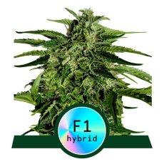 Apollo F1 - самоцъфтящи семена от марихуана 5бр, Royal Queen Seeds