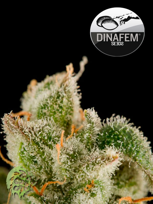 Blue Thai - nasiona feminizowane 5 sztuk Dinafem