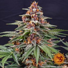 Runtz Auto - autoflowering marijuana seeds 3 pcs Barney's Farm