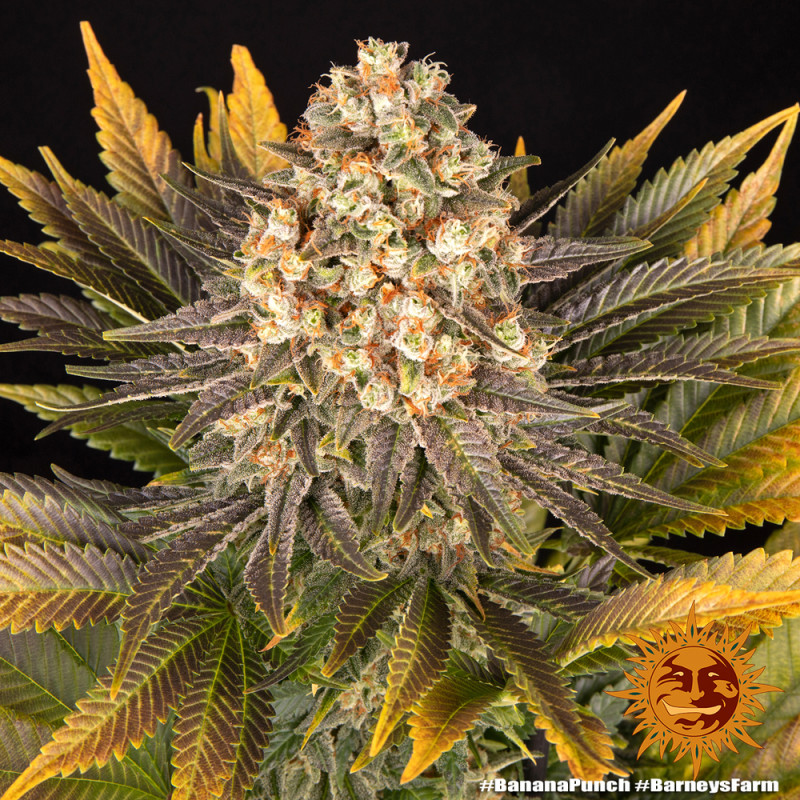 Banana Punch - феминизирани семена 5 бр, Barney´s Farm