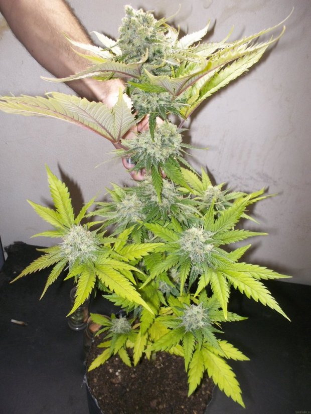 Atomical Haze - feminizované semená 5 ks Paradise Seeds