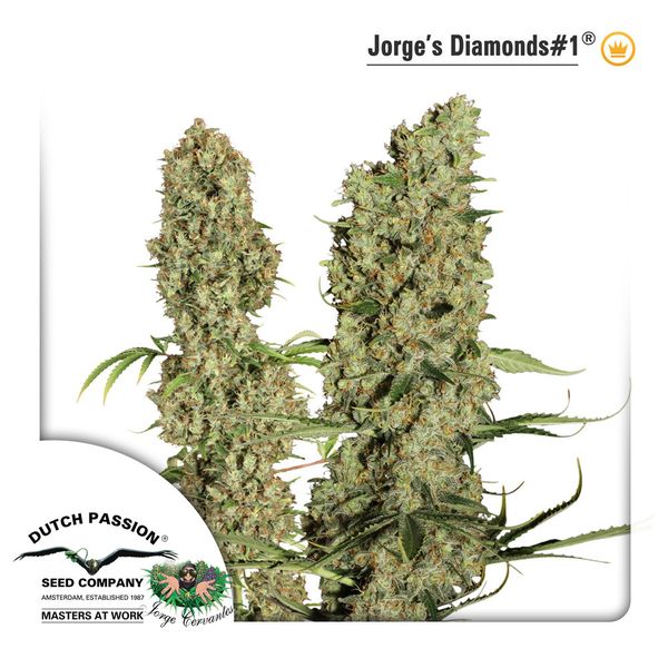 Jorge&#39;s Diamonds - feminizirane sjemenke 3 kom Dutch Passion