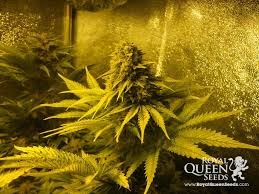 Sweet Skunk Automatic - feminized And autoflowering seeds 10 pcs Royal Queen seeds