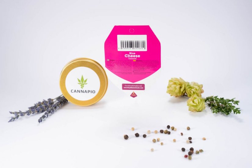 Blue Cheese - feminizovaná semínka 10 ks Royal Queen Seeds