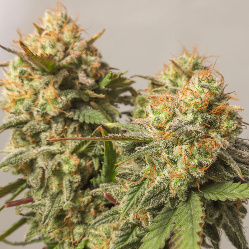Strawberry Chemdawg OG - feminizovaná semena 3 ks, Super Sativa Seed Club