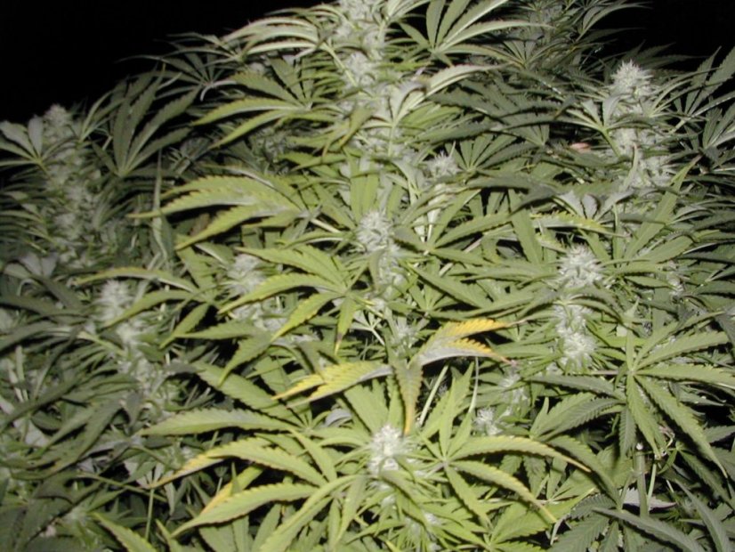 Early Skunk 10 ks štandardizované feminizované semená Sensi Seeds