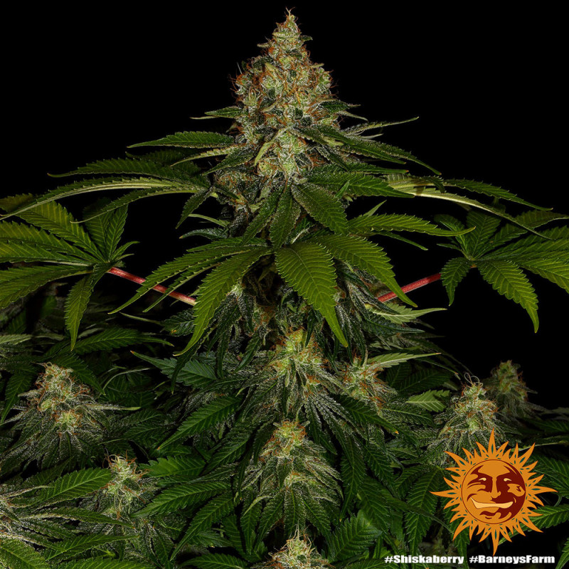 Shiskaberry - feminized marijuana seeds 5 pcs Barney´s Farm