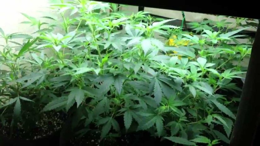 Blue Dream - feminizovaná semínka 3ks Humboldt