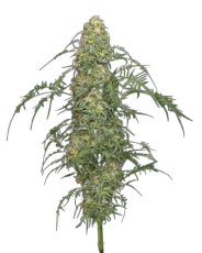 Freakshow - gefeminiseerde marihuana zaden 10 stuks Humboldt Seed Company