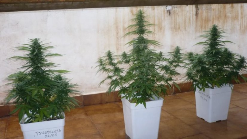 Deimos  - feminizované a samonakvétací semínka 10 ks Buddha Seeds