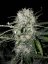 BCN Critical XXL samonakvétací semena 3 ks Seedstockers