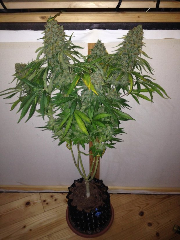 Auto Wappa - самоцъфтящи семена 10pcs Paradise Seeds
