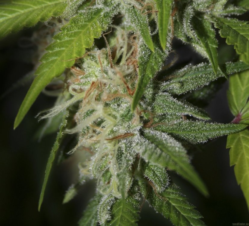 Jamaican Dream - 9бр. феминизирани семена Eva Seeds