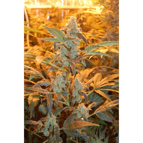 Auto Jack - feminisierte und selbstblühende Samen 10 Stück Paradise Seeds