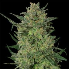 LSD - semillas feminizadas Barney's Farm 5 uds.