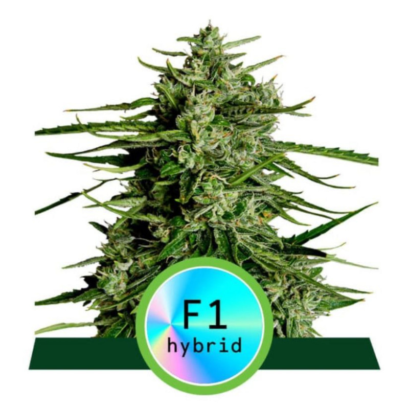 Titan F1 - automatycznie kwitnące nasiona marihuany 3 sztuki, Royal Queen Seeds