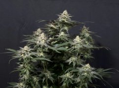 Purple Lemonade FF - feminizowane nasiona marihuany 10 szt Fast Buds