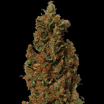 Red Diesel  – feminizované semienka 5 ks Barney Farms