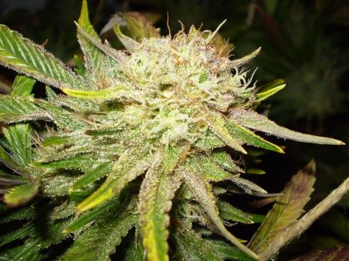 Sensi Star 5 ks, feminizované semená Paradise Seeds