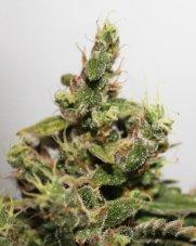 CBD Kush®- feminizované semená 10 ks Dutch Passion