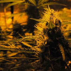 Lowryder Auto - standardized seeds 3 pcs, Doctor's Choice