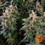Watermelon Zkittlez Auto - autoflowering marijuana seeds 5 pcs Barney´s Farm